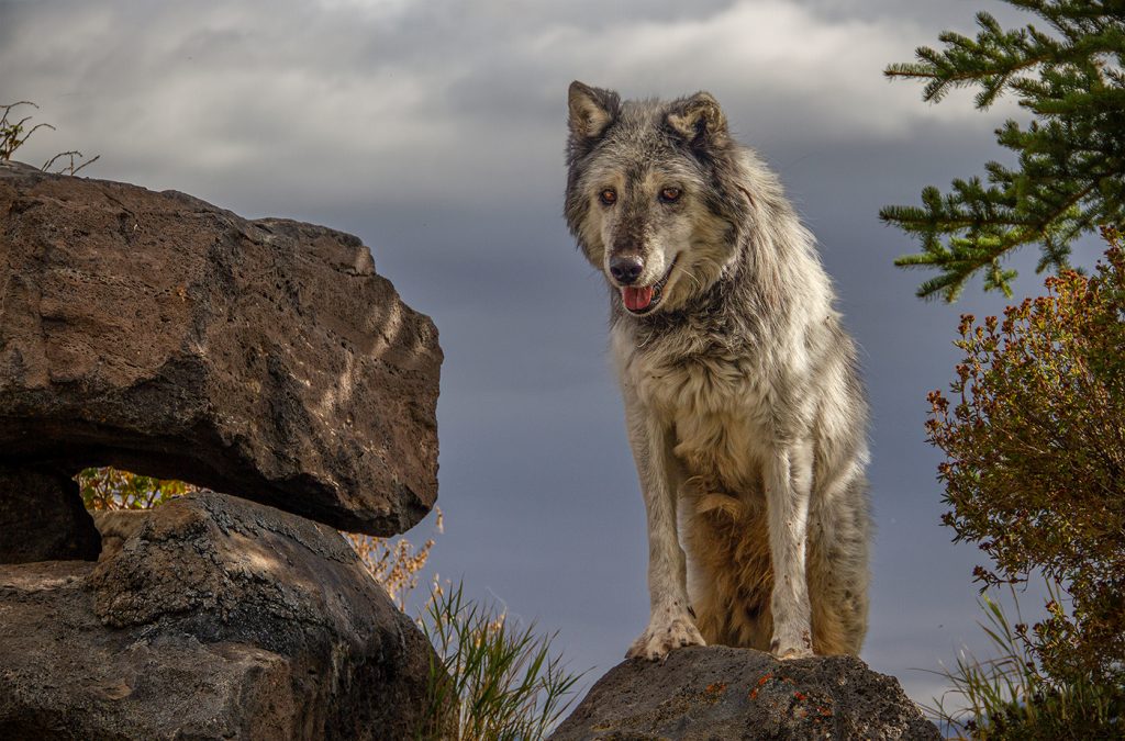 Grey Wolf Lookout - Howard Hunt